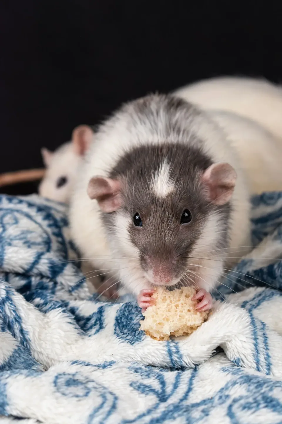Pet Rat — Pest Control