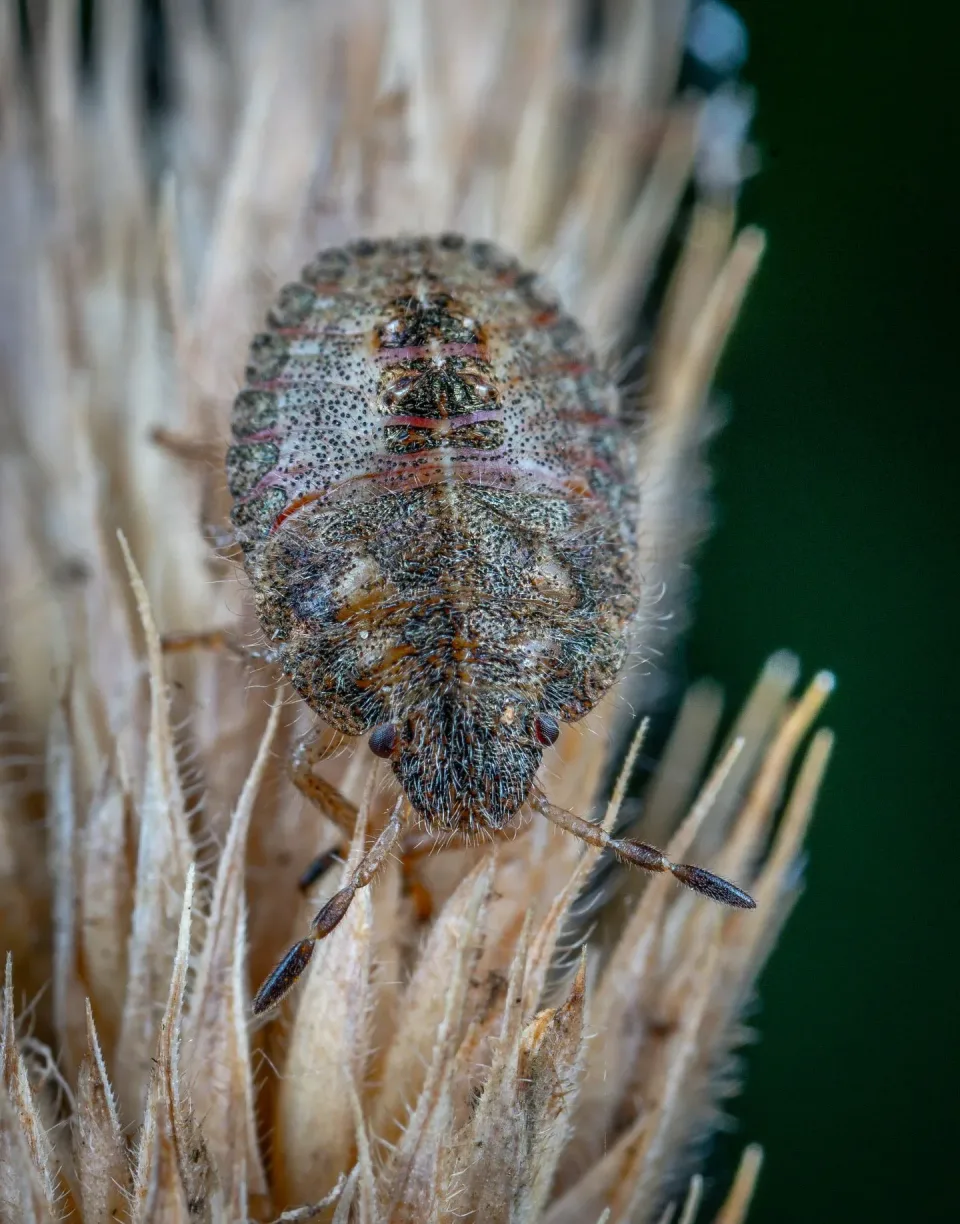 Stink Bug Nymph — Pest Control