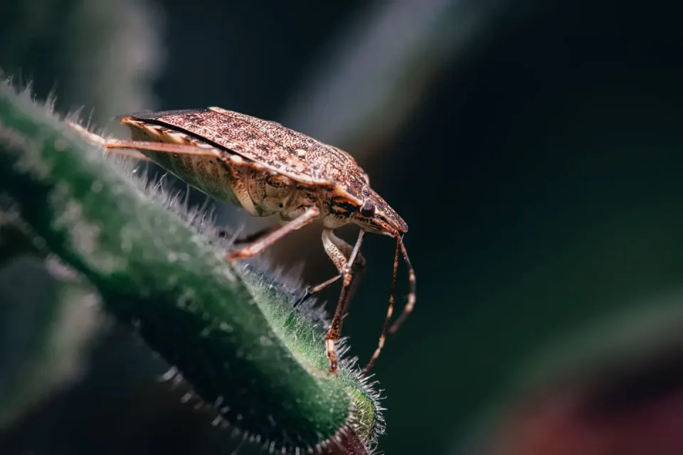 Stink Bug — Pest Control